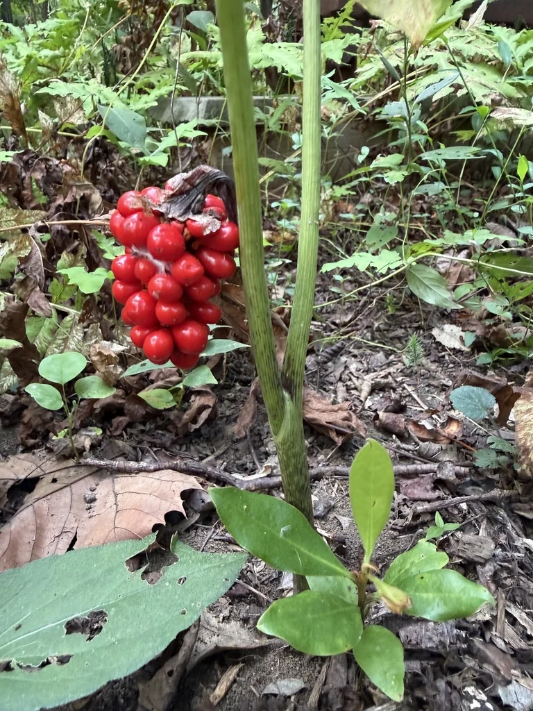 Arisaema Triphyllum