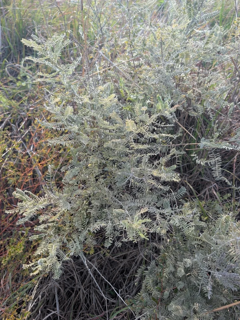 Amorpha Canescens