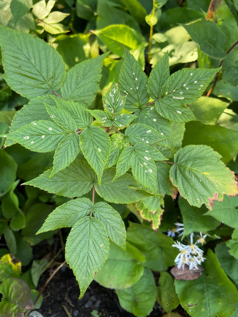 Rubus Idaeus