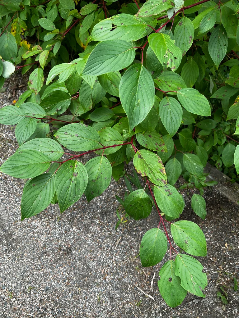 Cornus stolonifera