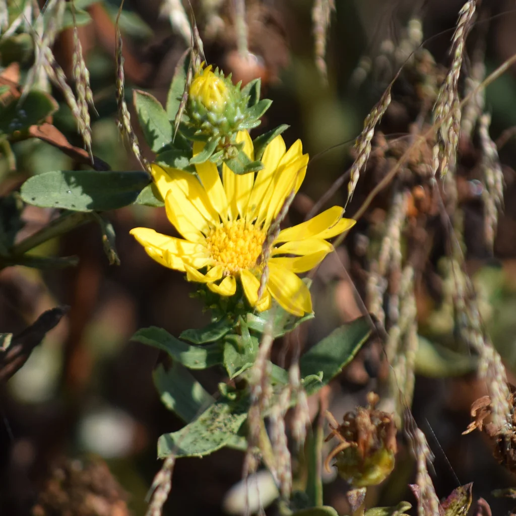 Grindelia stricta