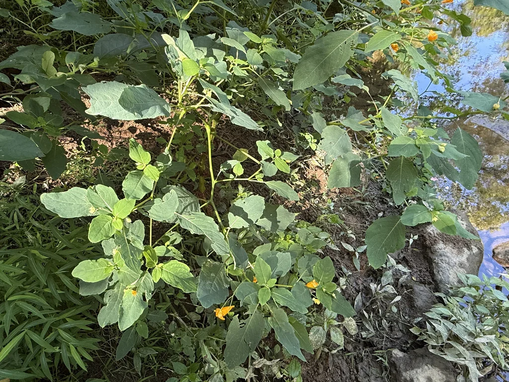Impatiens Capensis