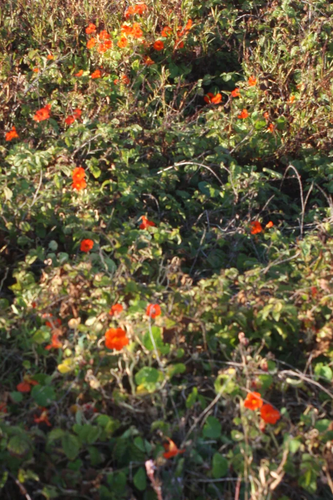 Tropaeolum Majus
