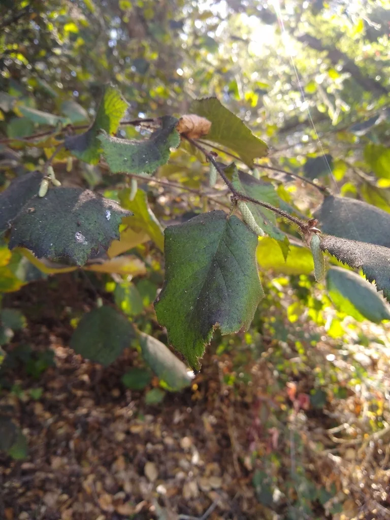 Corylus Cornuta