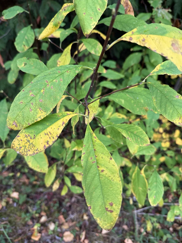 Oemleria Cerasiformis