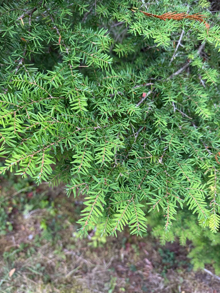 Tsuga Heterophylla
