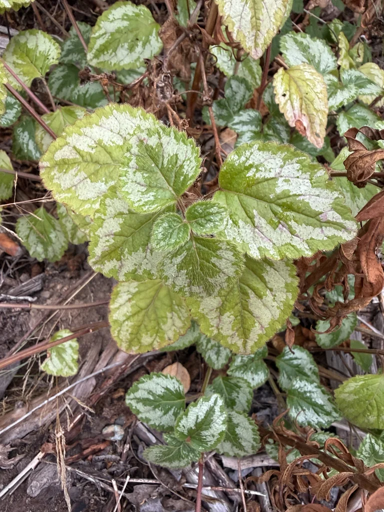 Lamium Galeobdolon