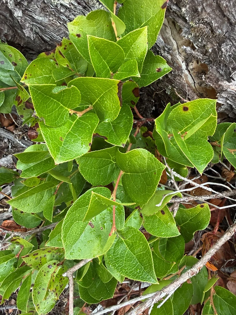Gaultheria Shallon