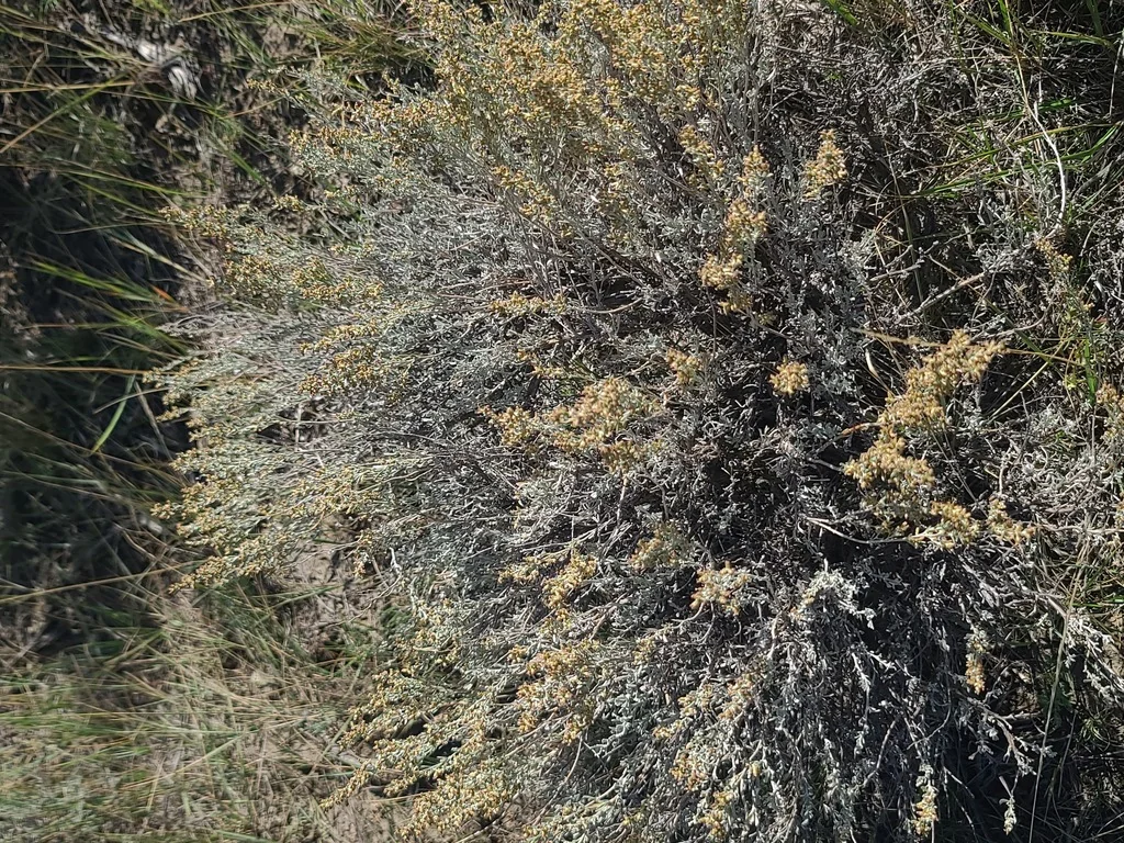 Artemisia Tridentata