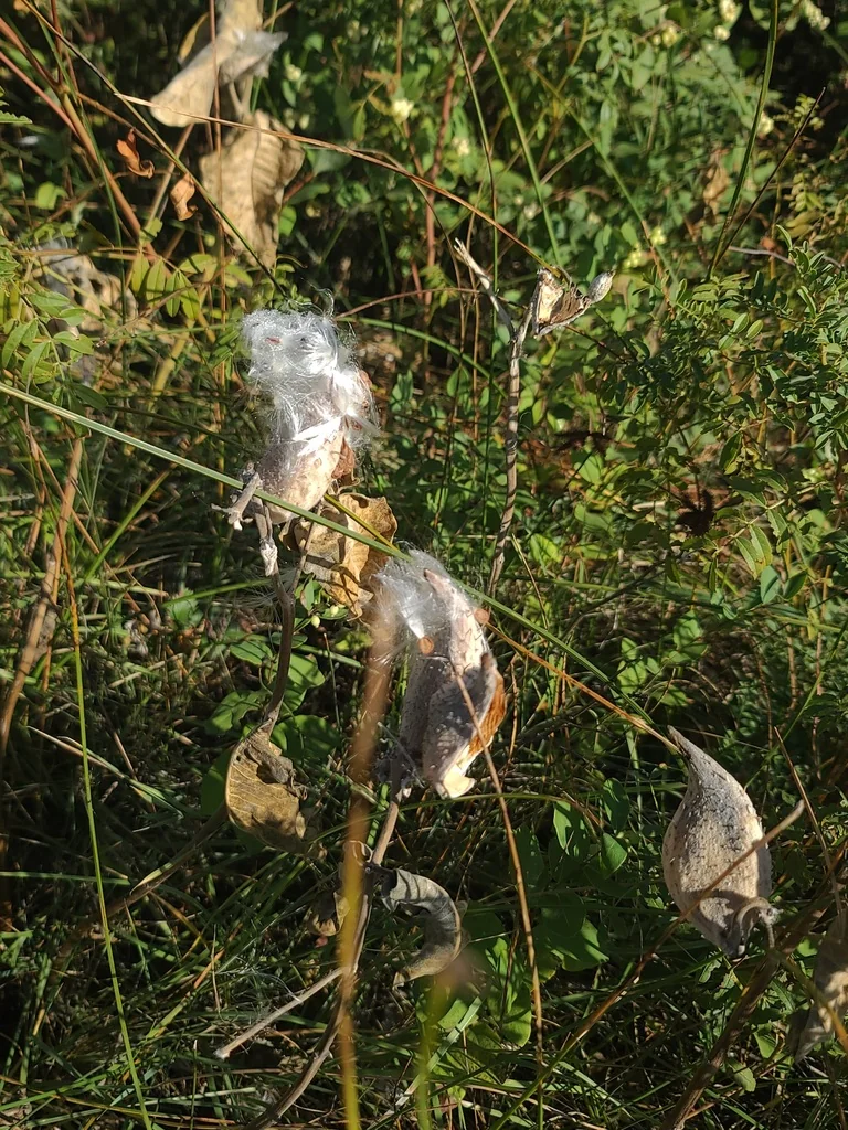 Asclepias Speciosa