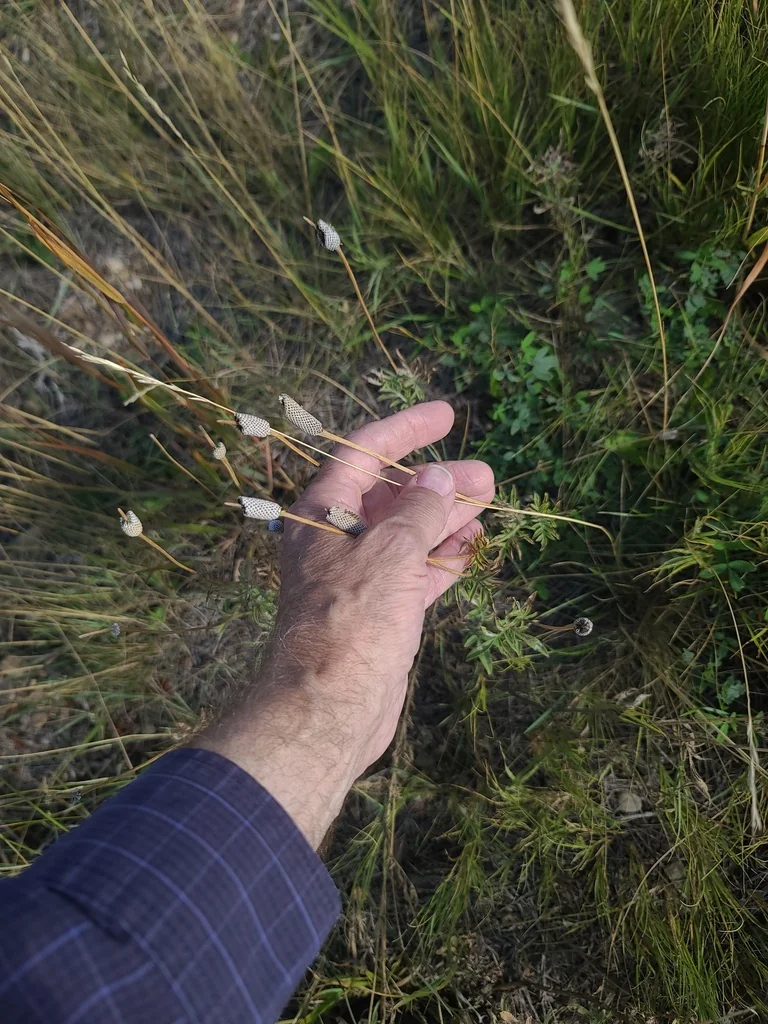 Ratibida Columnifera