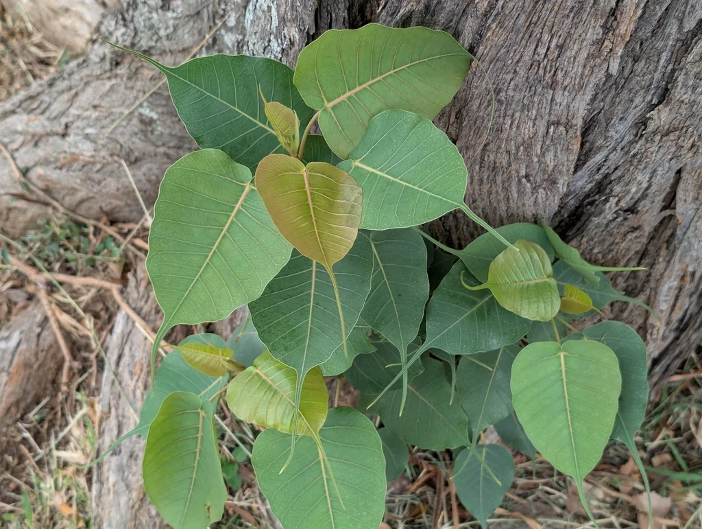 Ficus Religiosa
