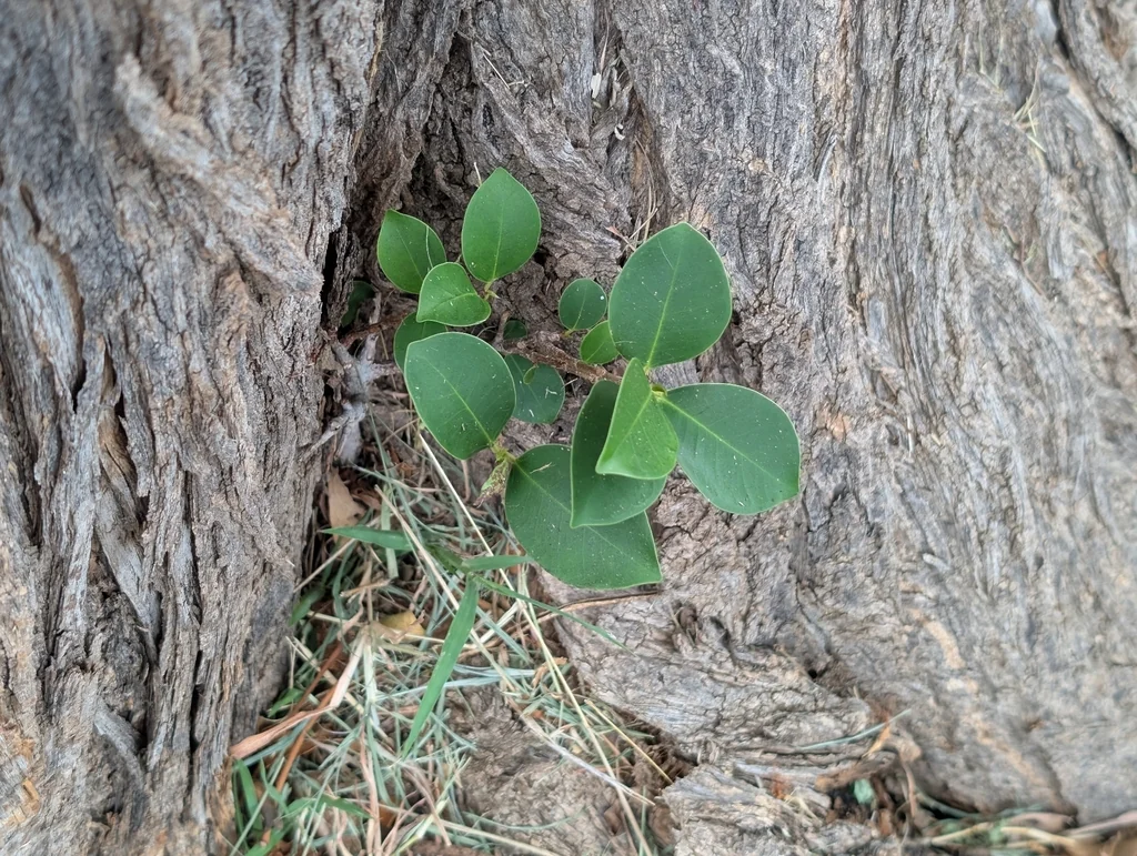 Ficus microcarpa