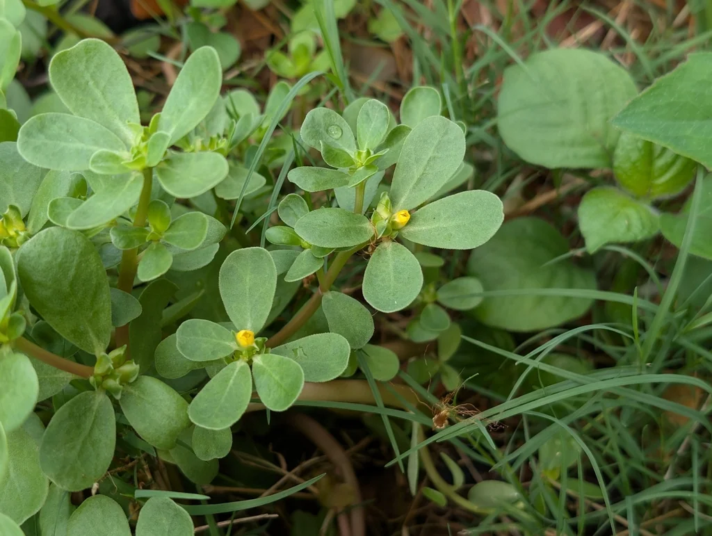 Portulaca oleracea