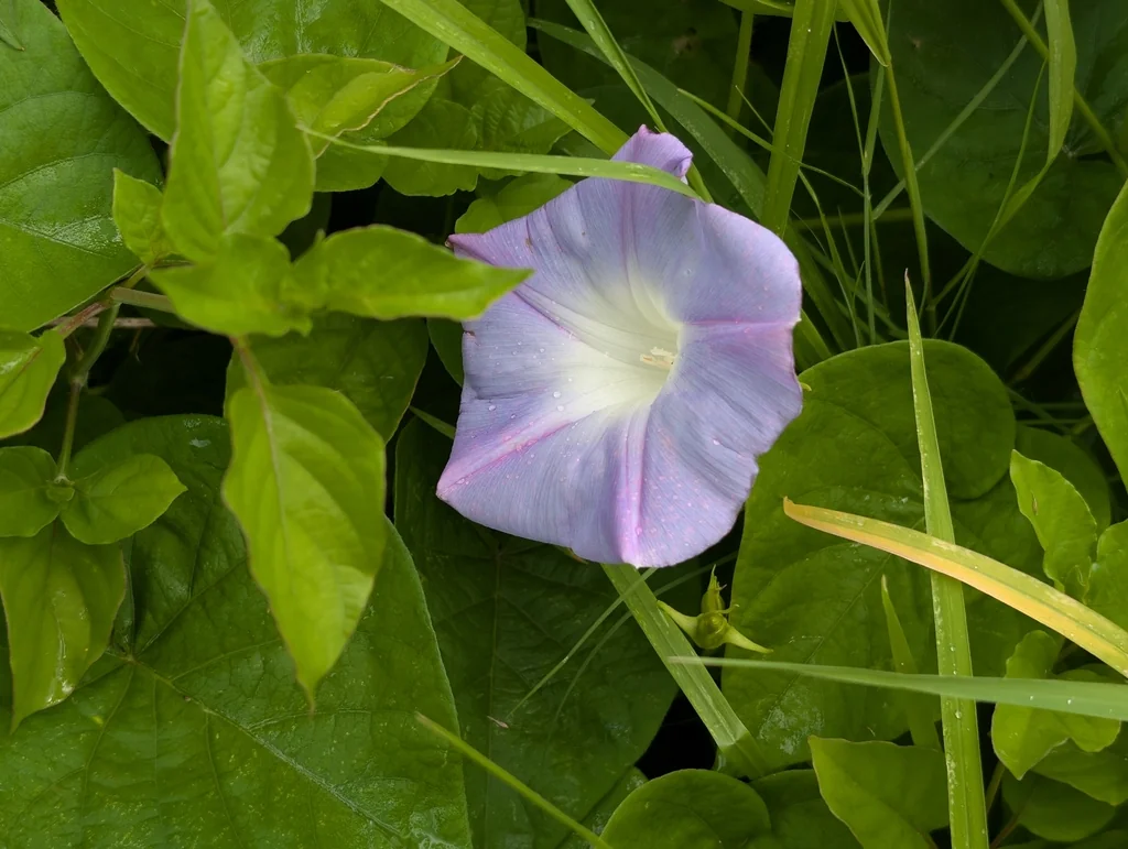 Ipomoea Indica