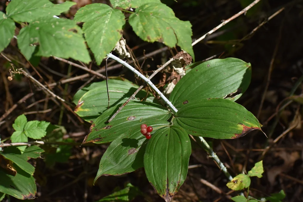 Smilacina Racemosa