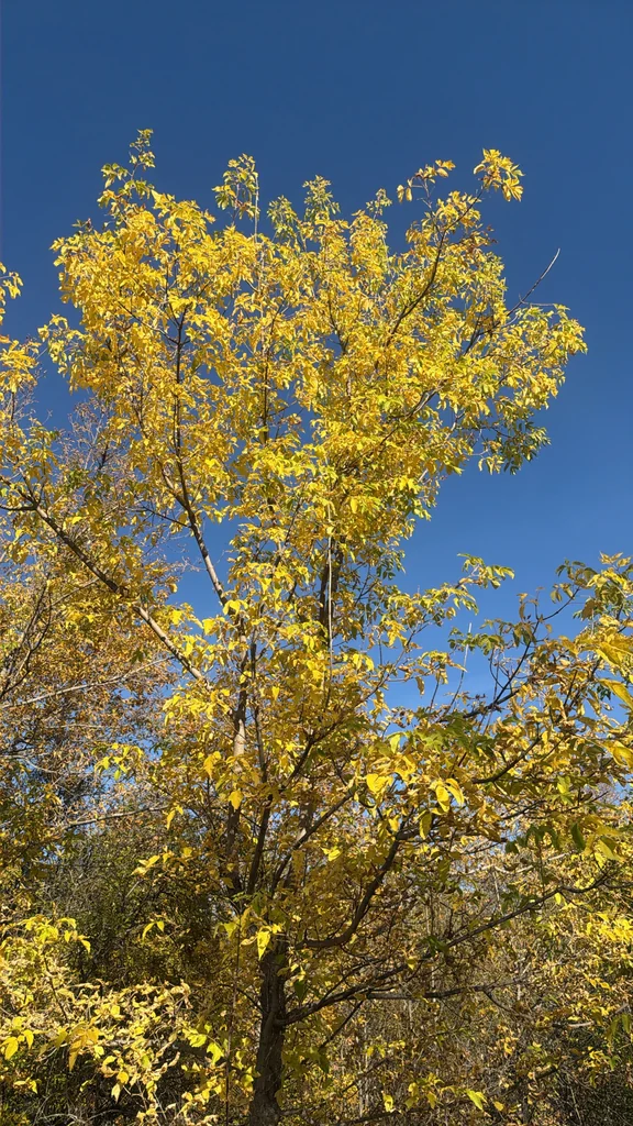 Acer Negundo