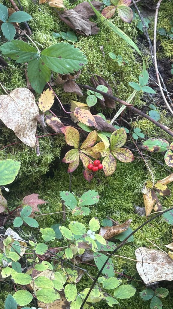 Cornus Canadensis