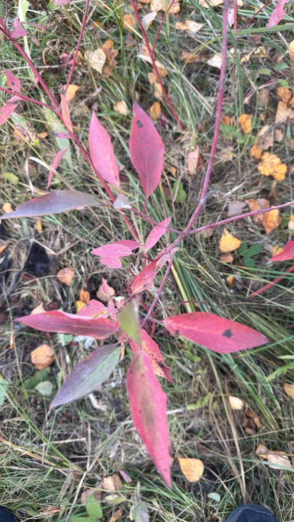Cornus stolonifera