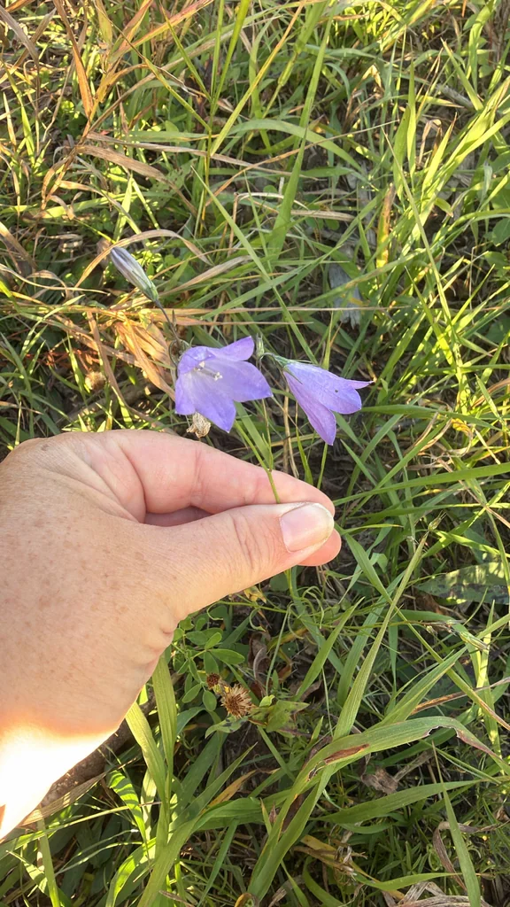 Campanula Rotundifolia