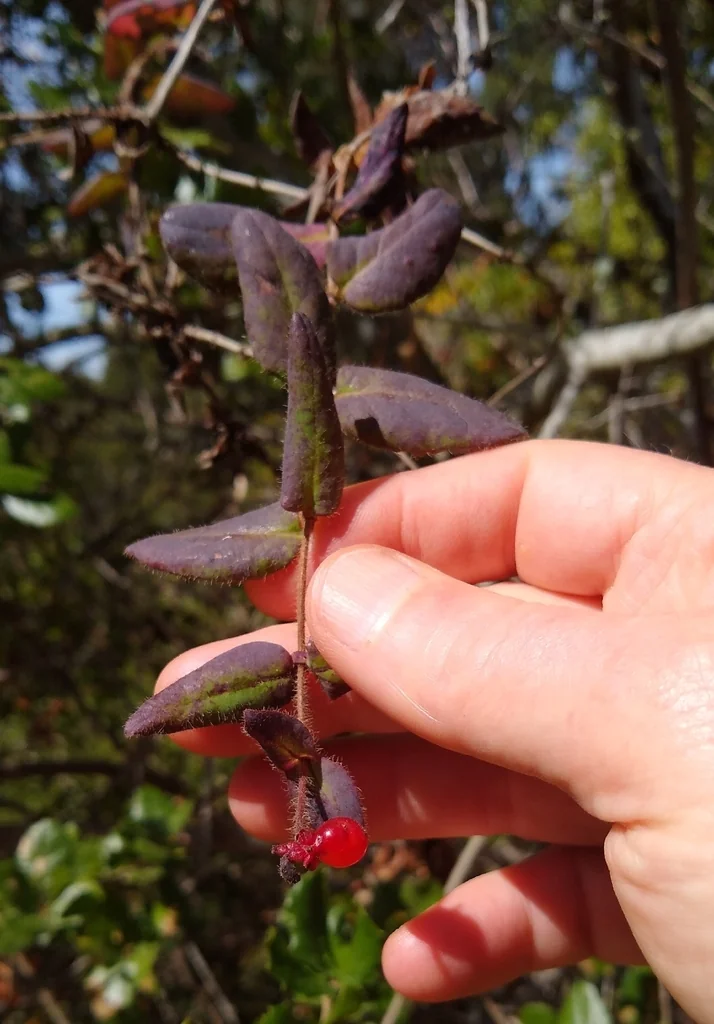 Lonicera Hispidula