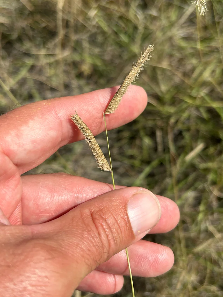 Bouteloua Gracilis