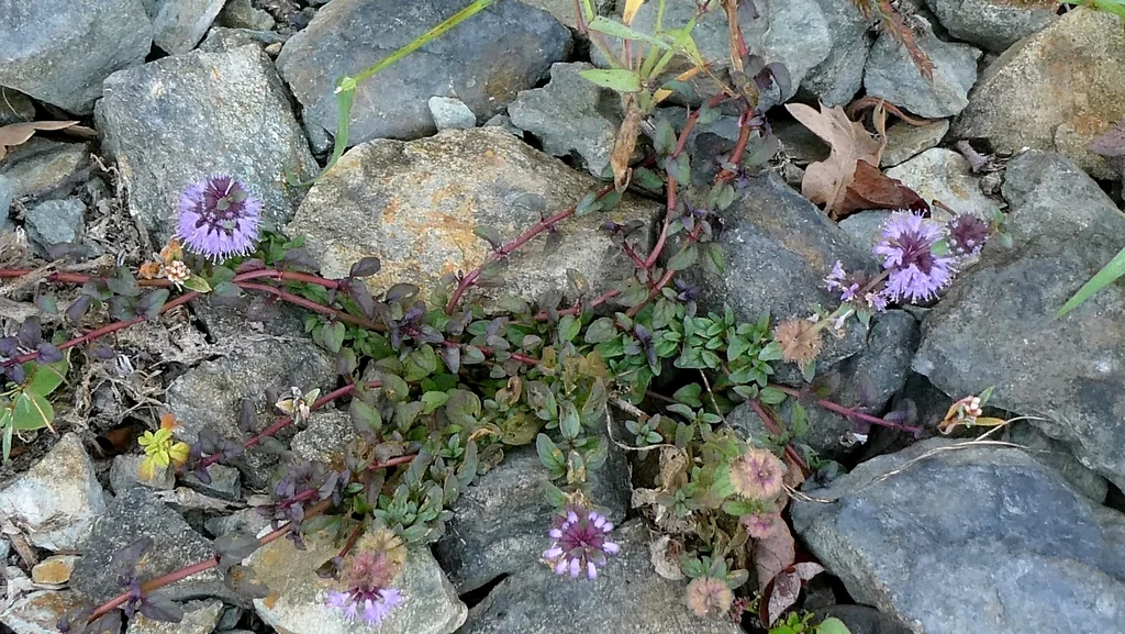 Mentha Pulegium