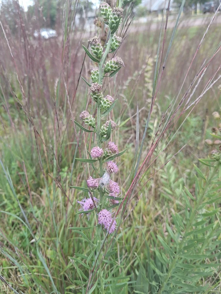 Liatris Aspera