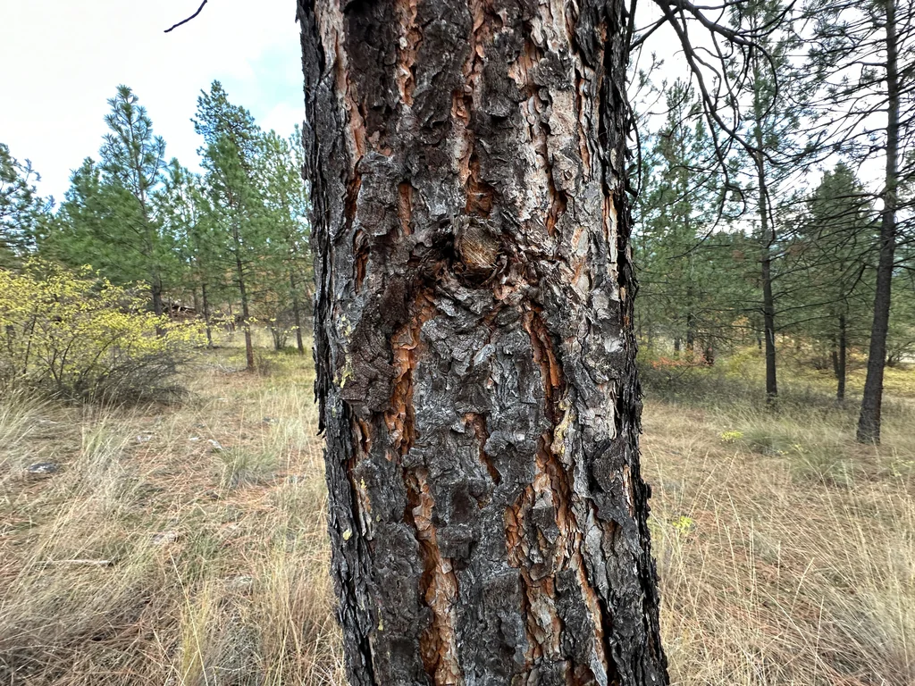 Pinus Ponderosa