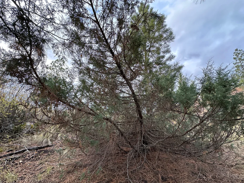 Juniperus Scopulorum