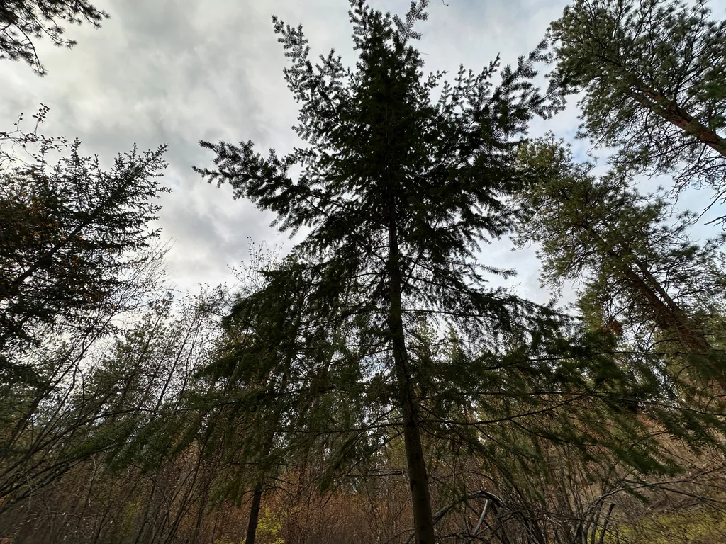Pseudotsuga Menziesii