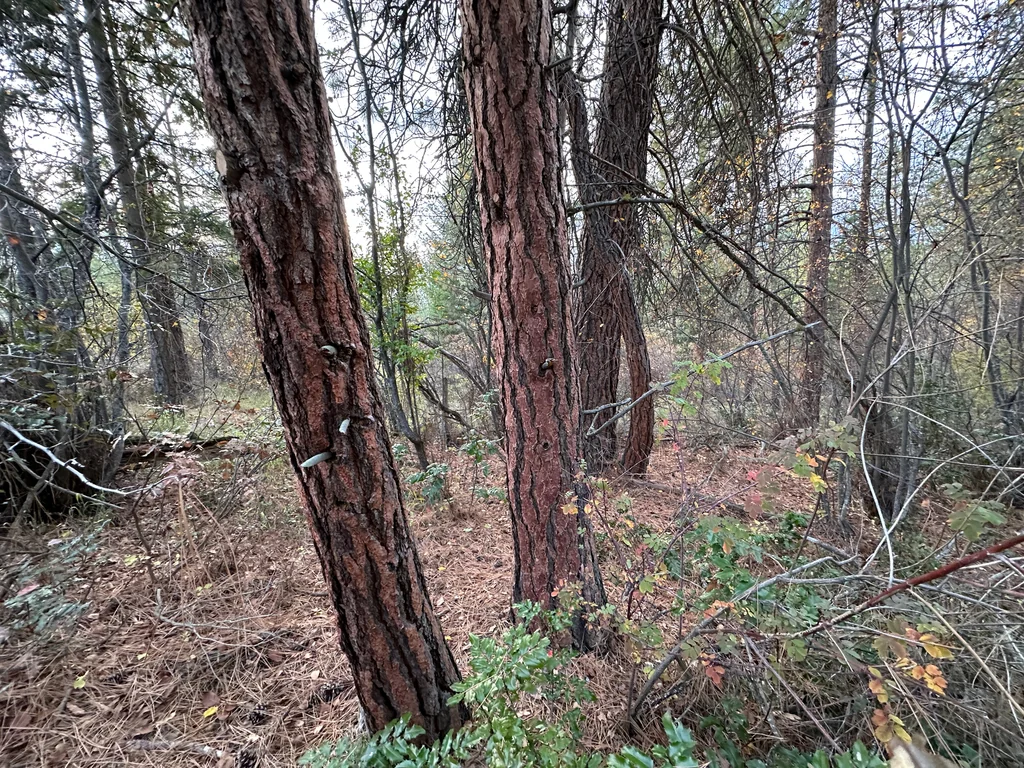 Pinus Ponderosa