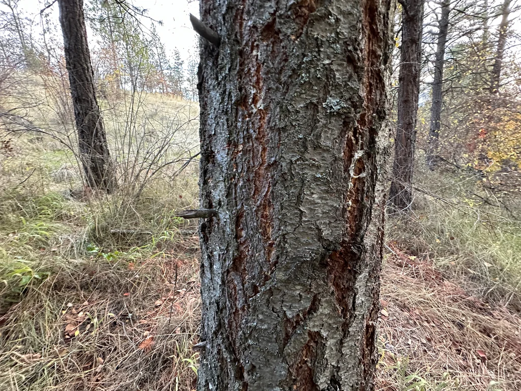 Pseudotsuga Menziesii