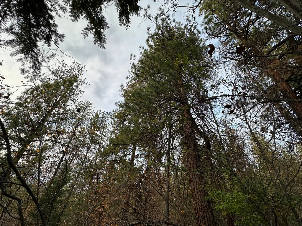 Pinus Ponderosa