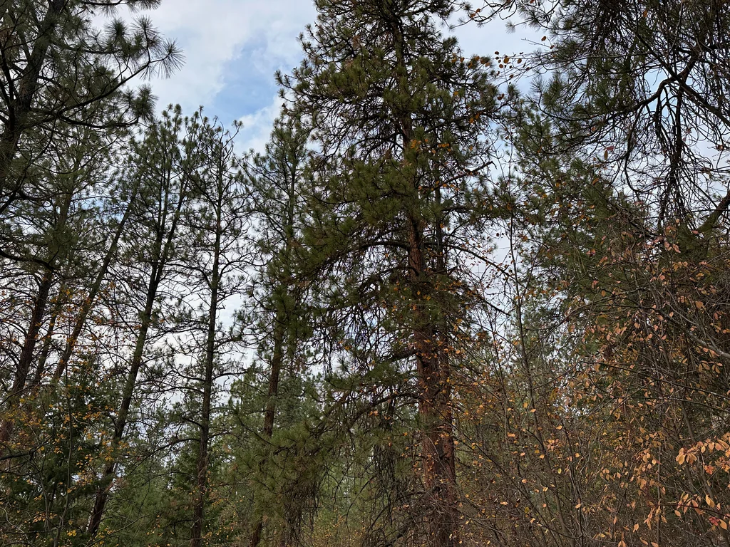 Pinus Ponderosa