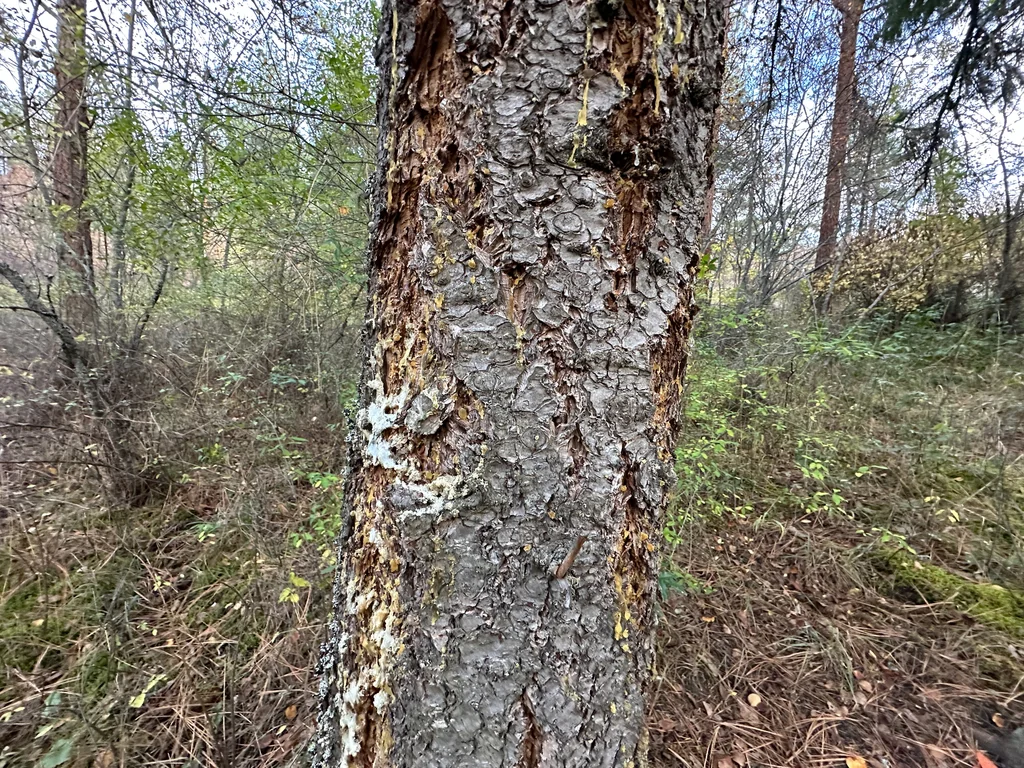 Pseudotsuga Menziesii
