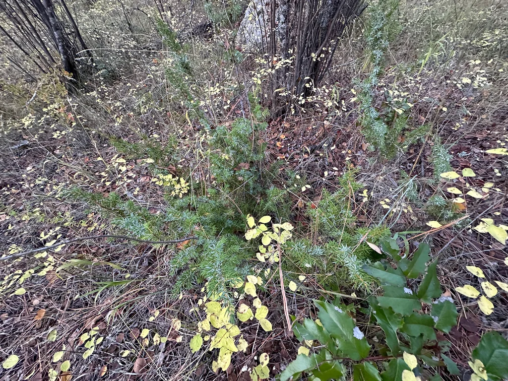 Juniperus Communis