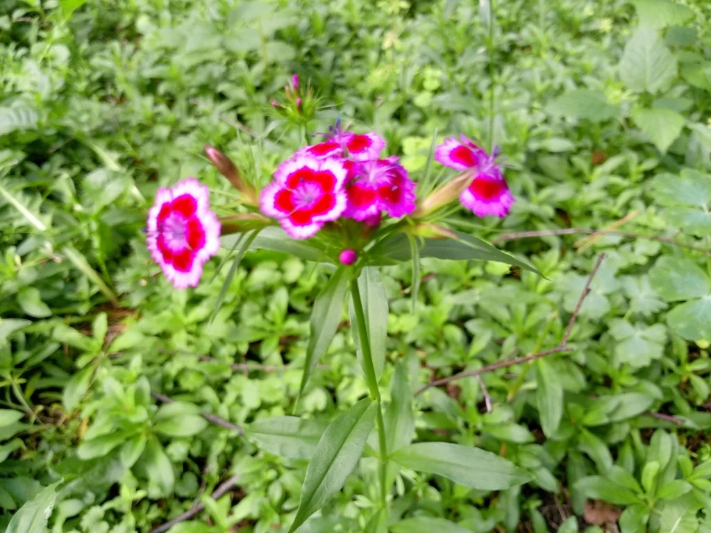 Dianthus Barbatus
