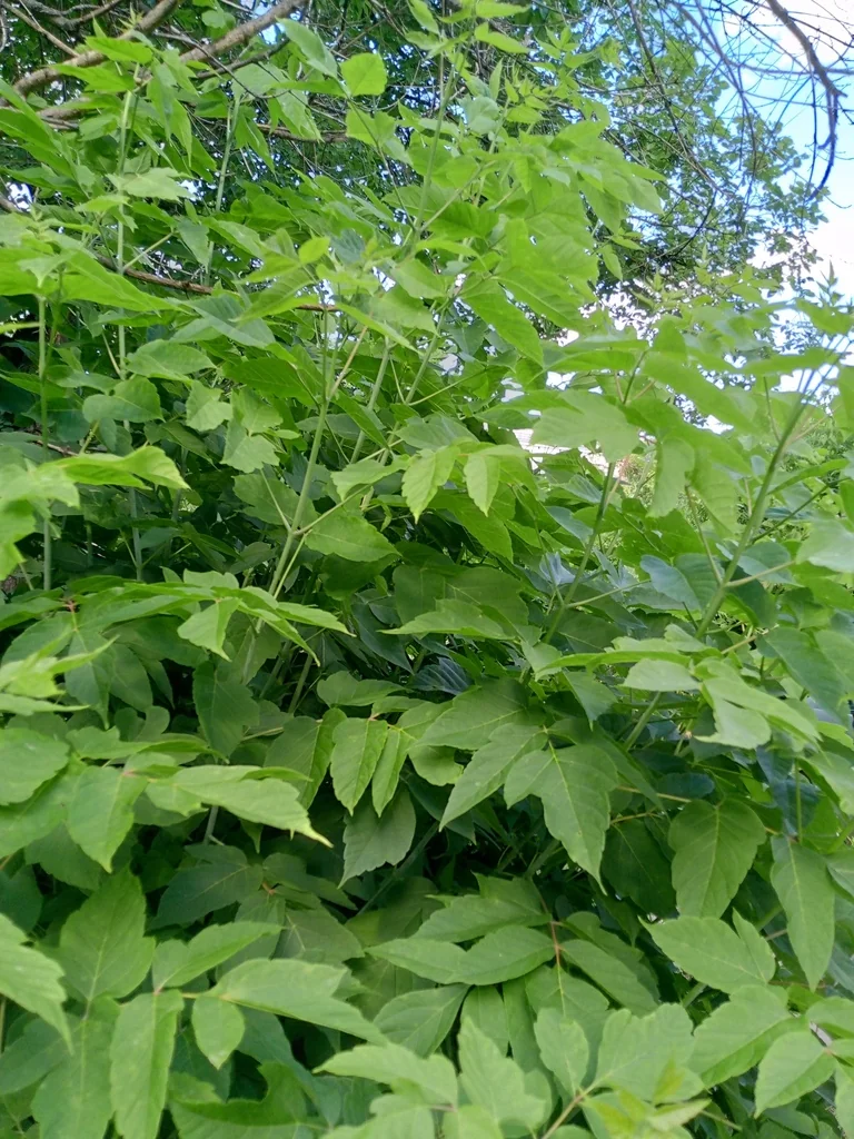 Acer Negundo