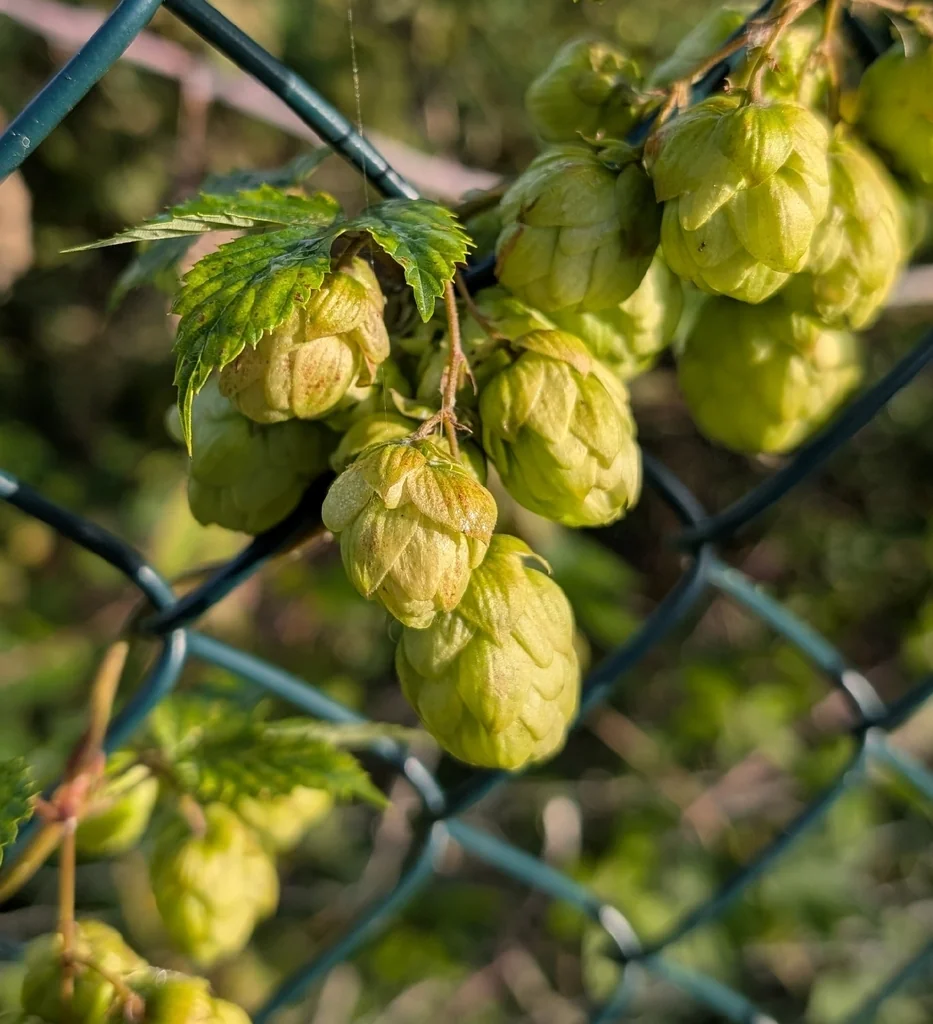 Humulus Lupulus