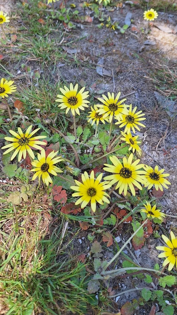 Arctotheca Calendula