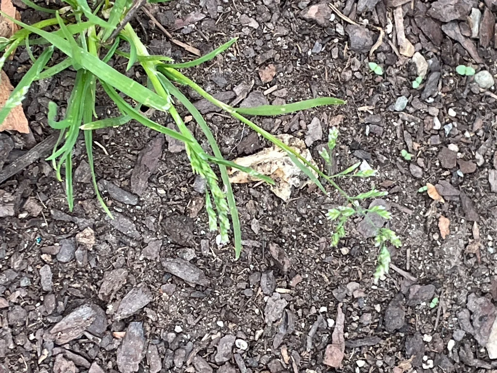 Poa Annua