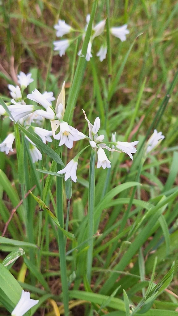 Allium Triquetrum