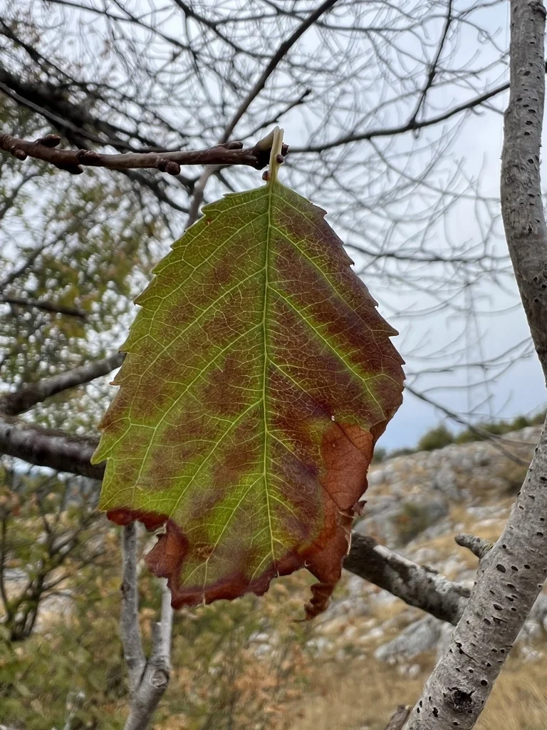 Prunus Avium