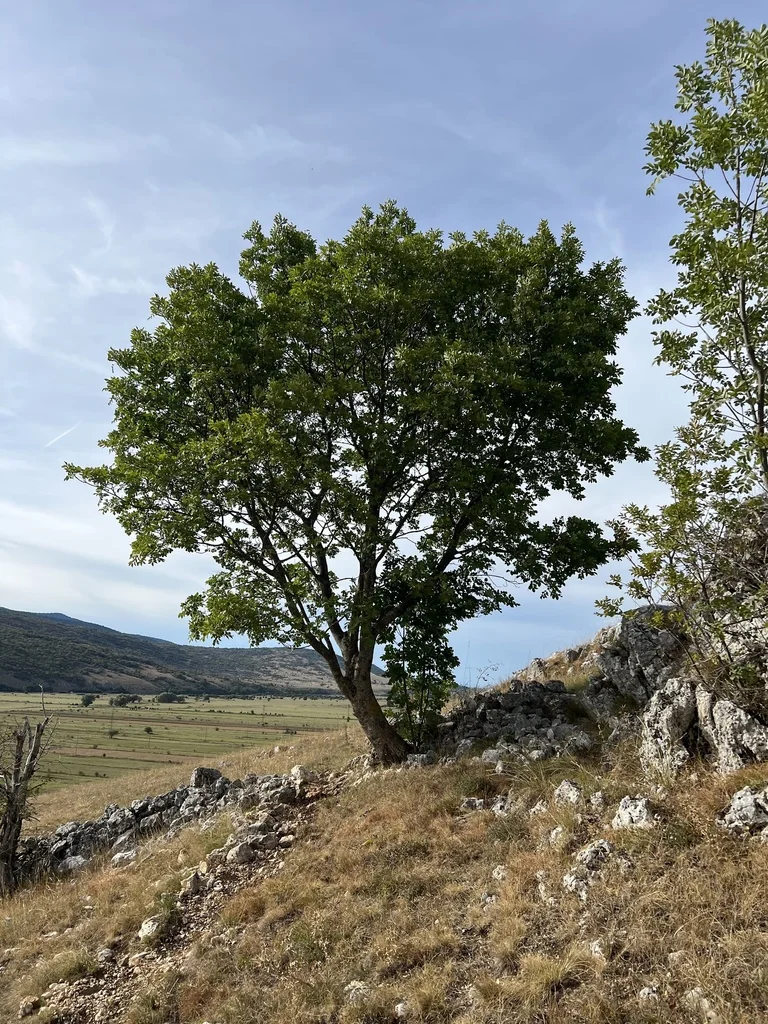Fraxinus Ornus