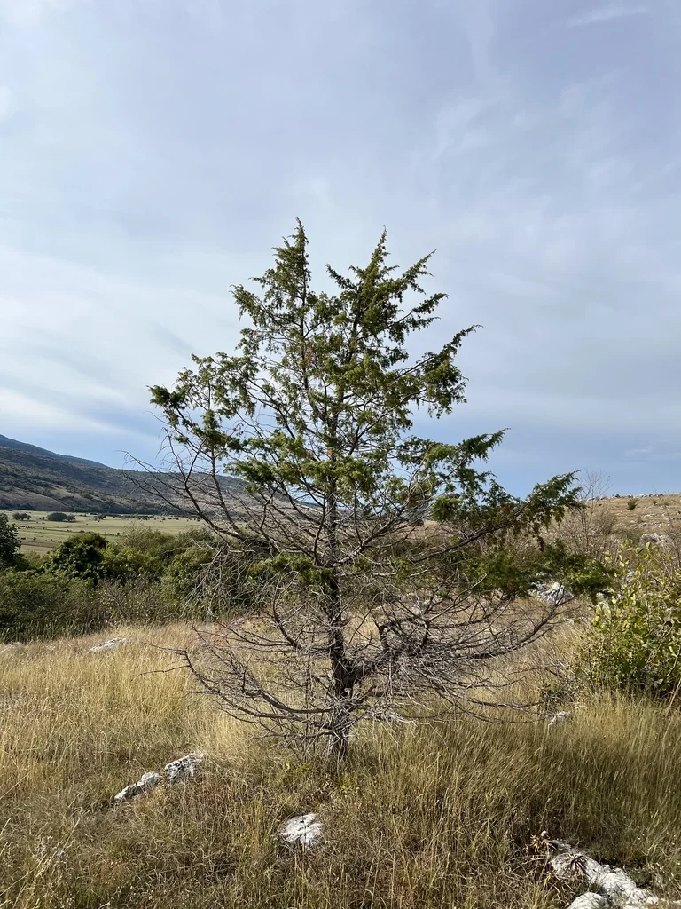 Juniperus Communis