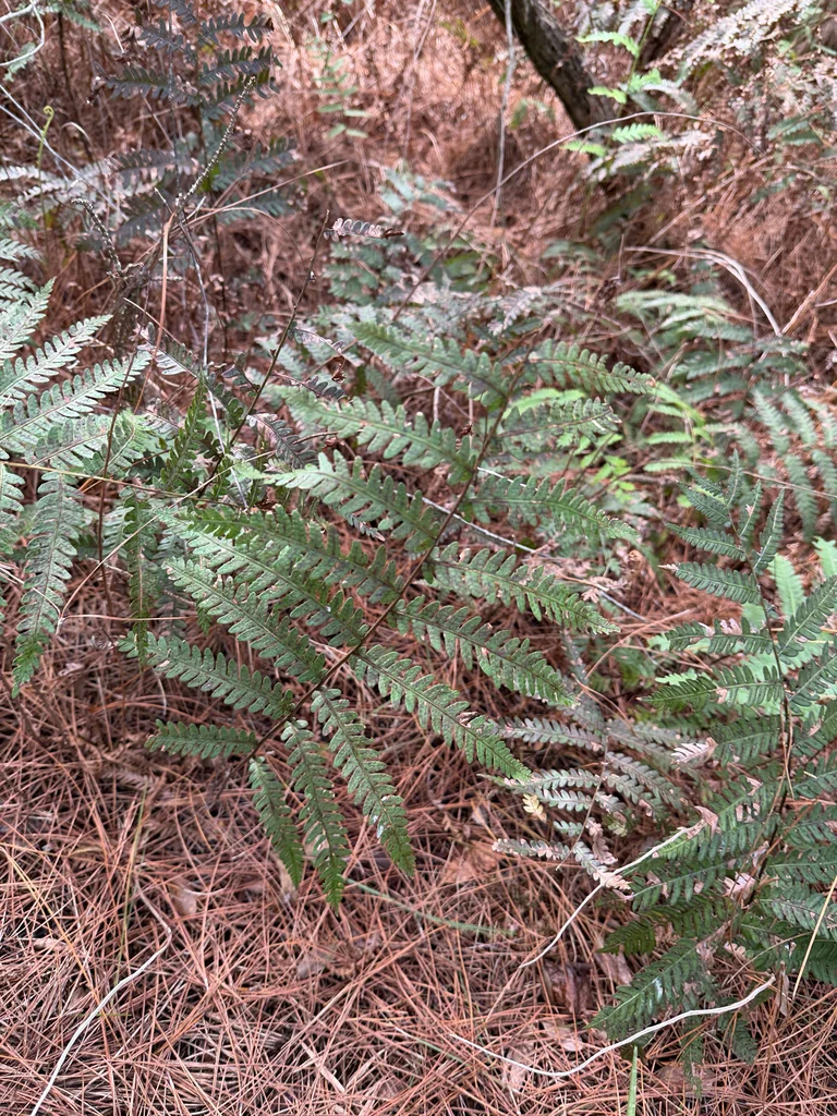 Woodwardia Virginica