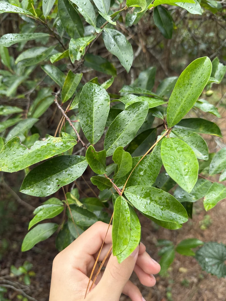 Prunus Caroliniana