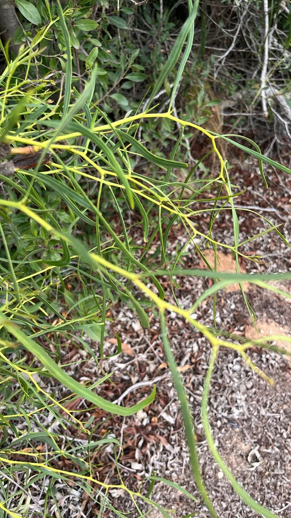 Acacia Saligna