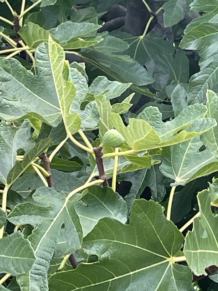 Ficus Carica